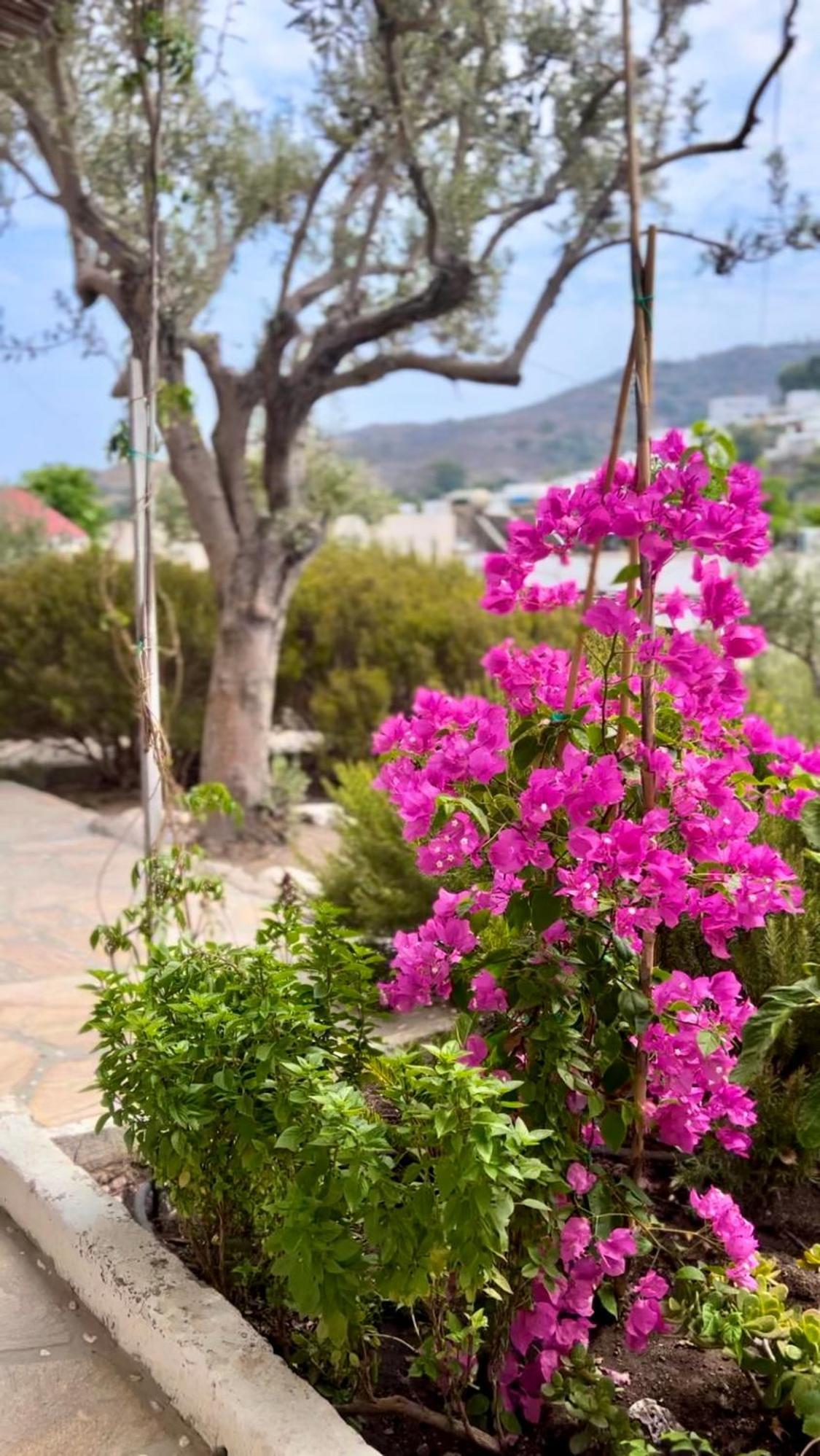 Aparthotel Mistral-Patmos Skala Zewnętrze zdjęcie